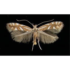 /filer/webapps/moths_gc/media/images/C/cydoniella_Phyllonorycter_A_Mutters05021951_MHNG.jpg