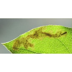 /filer/webapps/moths_gc/media/images/G/gaultheriella_Cameraria_Pupa_Belgium.jpg
