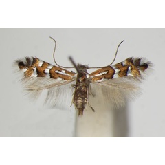 /filer/webapps/moths_gc/media/images/A/anderidae_Phyllonorycter_A_ZSM_4.jpg