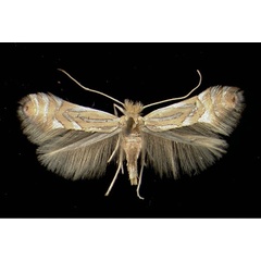 /filer/webapps/moths_gc/media/images/P/platani_Phyllonorycter_A_Auer09091952_MHNG.jpg