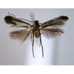 /filer/webapps/moths_gc/media/images/Y/yaeyamensis_Cryphiomystis_PT_EIHU.jpg