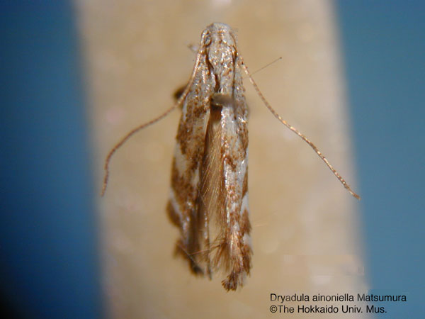 /filer/webapps/moths_gc/media/images/A/ainoniella_Dryadula_HT_EIHU.jpg