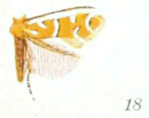 /filer/webapps/moths_gc/media/images/A/ambrosiella_Cremastobombycia_A_Braun_24-18.jpg