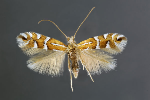/filer/webapps/moths_gc/media/images/A/anderidae_Phyllonorycter_A_.jpg