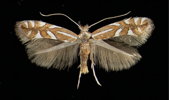 /filer/webapps/moths_gc/media/images/C/cydoniella_Phyllonorycter_A_Mutters05021951_MHNG.jpg