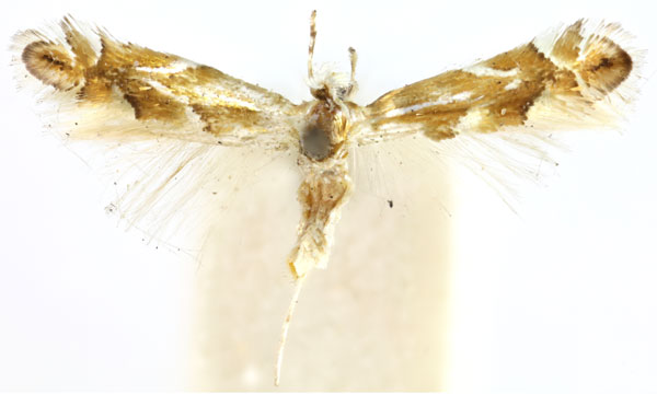 /filer/webapps/moths_gc/media/images/I/incanella_Phyllonorycter_ST_BMNH(E)-1413971_BMNH.jpg
