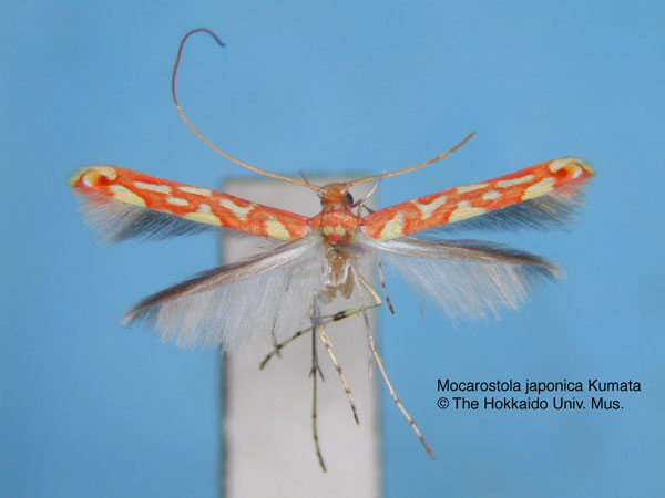 /filer/webapps/moths_gc/media/images/J/japonica_Macarostola_HT_EIHU.jpg