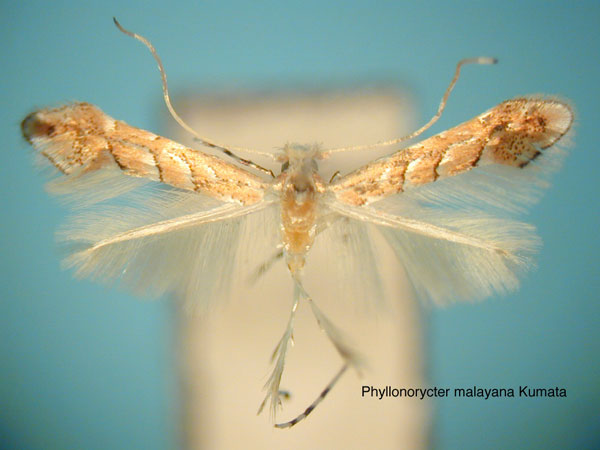 /filer/webapps/moths_gc/media/images/M/malayana_Phyllonorycter_HT_EIHU.jpg