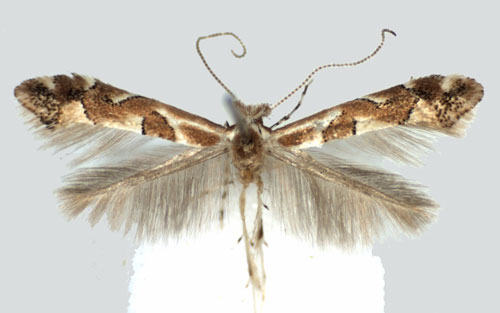 /filer/webapps/moths_gc/media/images/O/obandai_Phyllonorycter_PT_BMNH.jpg