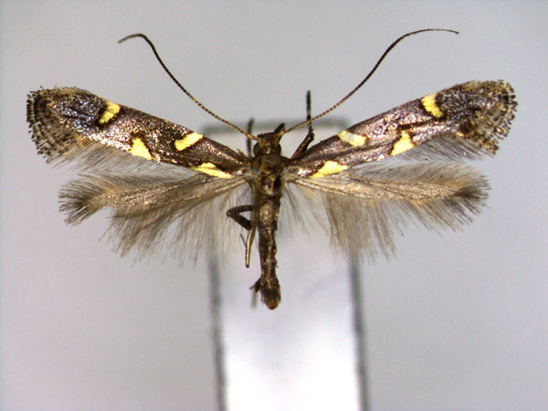 /filer/webapps/moths_gc/media/images/P/phasianipennella_Euspilapteryx_A_EIHU.jpg