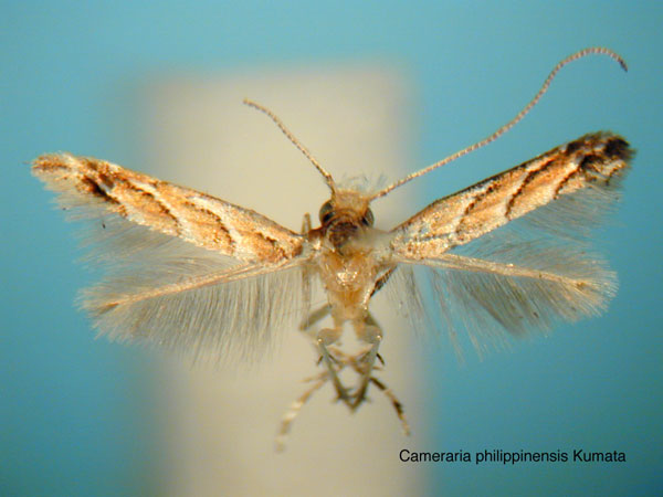 /filer/webapps/moths_gc/media/images/P/philippinensis_Cameraria_HT_EIHU.jpg