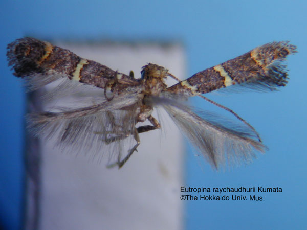 /filer/webapps/moths_gc/media/images/R/raychaudhurii_Eutropina_HT_EIHU.jpg