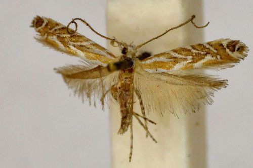 /filer/webapps/moths_gc/media/images/T/thalassias_Aristaea_ST_BMNH(E)-1055793.jpg
