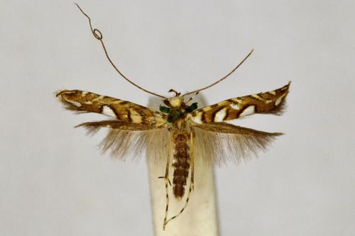 /filer/webapps/moths_gc/media/images/T/trapezoides_Acrocercops_A_BMNH(E)-1055787.jpg