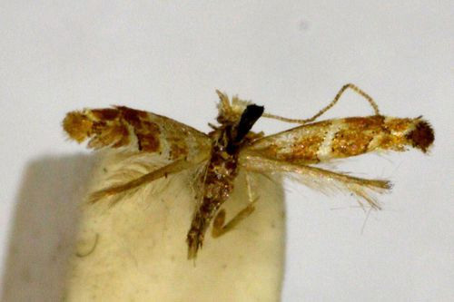 /filer/webapps/moths_gc/media/images/T/triarcha_Phyllonorycter_A_BMNH(E)-1055695.jpg
