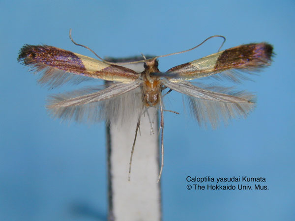 /filer/webapps/moths_gc/media/images/Y/yasudai_Caloptilia_HT_EIHU.jpg