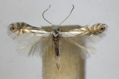 Phyllonorycter heegeriella