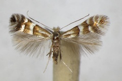 Phyllonorycter hilarella