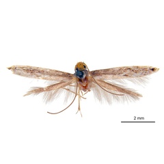 /filer/webapps/moths_gc/media/images/N/nephelodes_Epicephala_A4_ANIC.jpg
