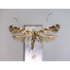 /filer/webapps/moths_gc/media/images/D/dissotoma_Spulerina_A_EIHU.jpg