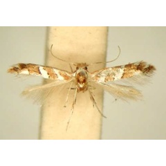 /filer/webapps/moths_gc/media/images/D/didymopa_Phyllonorycter_HT_TMSA6494.jpg