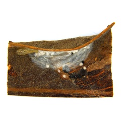 /filer/webapps/moths_gc/media/images/M/melanoxyla_Parectopa_HT_pupa_ANIC.jpg