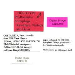 /filer/webapps/moths_gc/media/images/D/drimiphaga_Phyllocnistis_HT_USNM_Labels.jpg