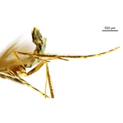 /filer/webapps/moths_gc/media/images/G/glochidia_Diphtheroptila_HT_legs_ANIC.jpg