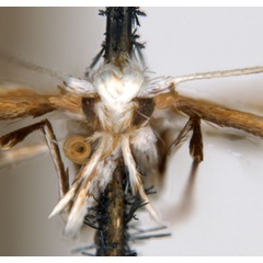 /filer/webapps/moths_gc/media/images/E/euryschema_Acrocercops_HT_head_ANIC.jpg