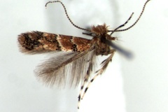 Cremastobombycia morogorene