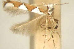 Dialectica pyramidota