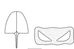 Atacamaptilia ambrosiavora