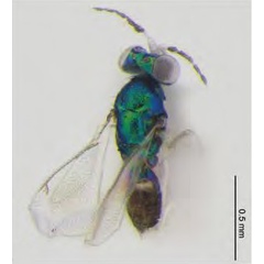 /filer/webapps/moths_gc/media/images/I/issikii_Phyllonorycter_Achrysocharoides_cilla2_Kosheleva_et_al._2022_14.jpg
