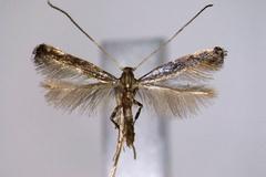 Phodoryctis caerulea