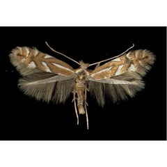 /filer/webapps/moths_gc/media/images/S/sorbi_Phyllonorycter_A_Innsbruck11021970_MHNG.jpg