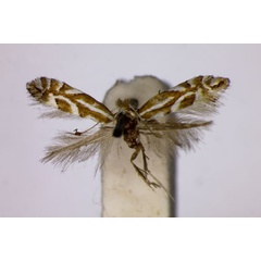 /filer/webapps/moths_gc/media/images/P/pomonella_Phyllonorycter_ST_BMNH.jpg