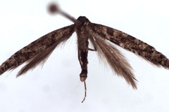 Caloptilia suberinella
