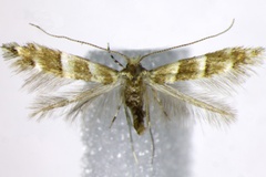 Cameraria aceriella