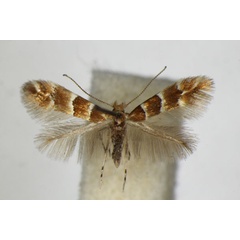 /filer/webapps/moths_gc/media/images/T/tristrigella_Phyllonorycter_A_ZSM.jpg