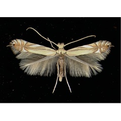 /filer/webapps/moths_gc/media/images/S/scitulella_Phyllonorycter_A_Salorino11101933_MHNG.jpg