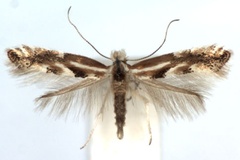 Phyllonorycter juncei