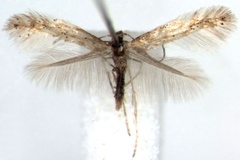 Phyllonorycter foliolosi