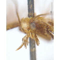 /filer/webapps/moths_gc/media/images/B/bryonoma_Caloptilia_ST_head_ANIC.jpg