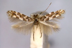 Phyllonorycter populifoliella