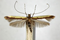 Caloptilia staintoni