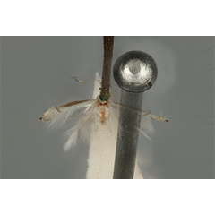 /filer/webapps/moths_gc/media/images/D/diplomochla_Phyllocnistis_ST_ANIC31-076542_dorsal.jpg