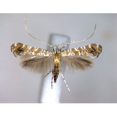 /filer/webapps/moths_gc/media/images/H/hederae_Eumetriochroa_PT_2_EIHU.jpg