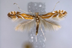 Phyllonorycter leucographella