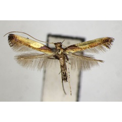 /filer/webapps/moths_gc/media/images/A/acericola_Caloptilia_PT_ZSM_2.jpg