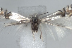 Phyllocnistis unipunctella